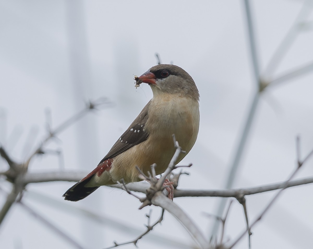 Red Avadavat - ML642206860