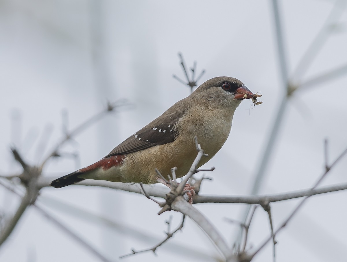 Red Avadavat - ML642206861