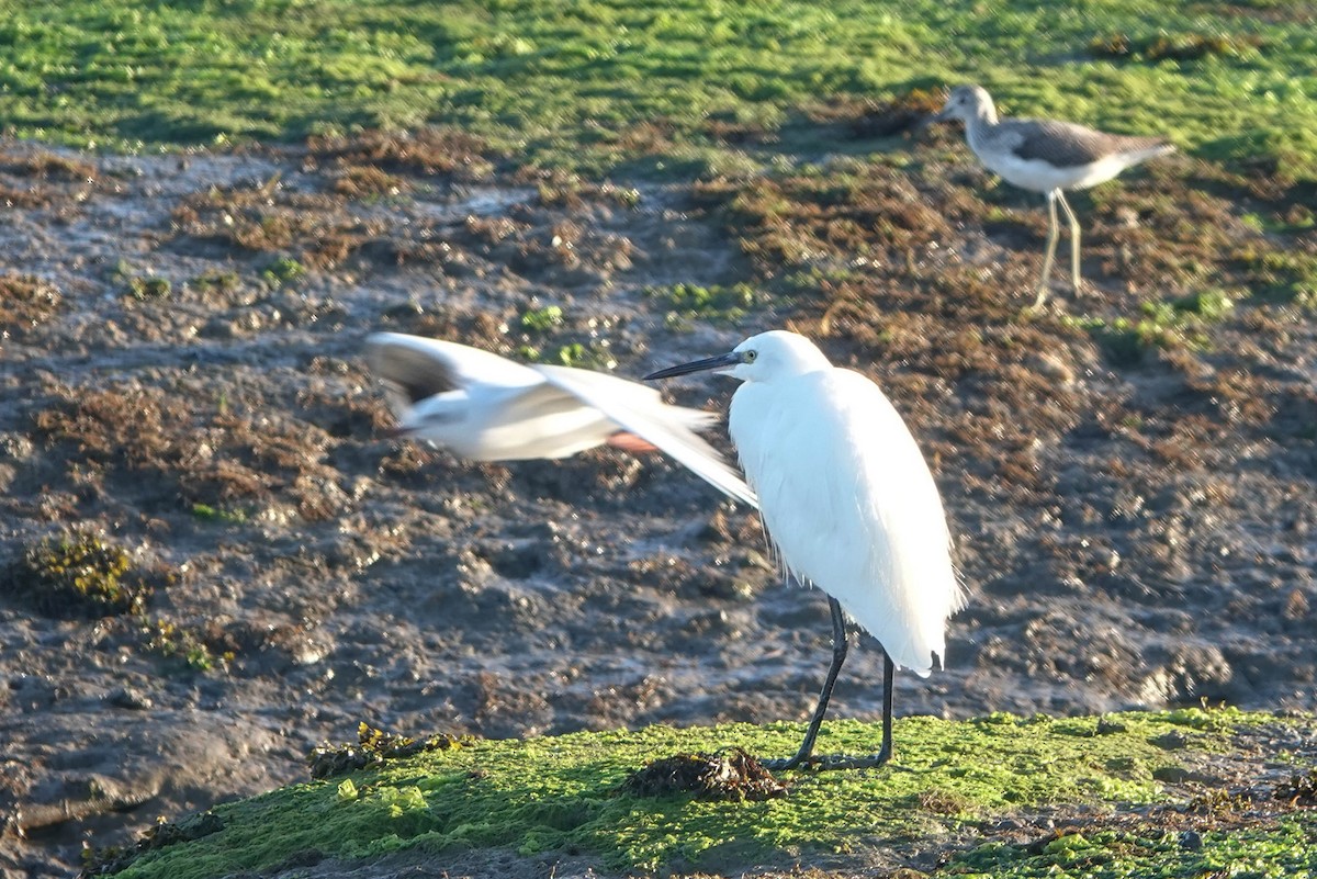 Little Egret - ML642206862