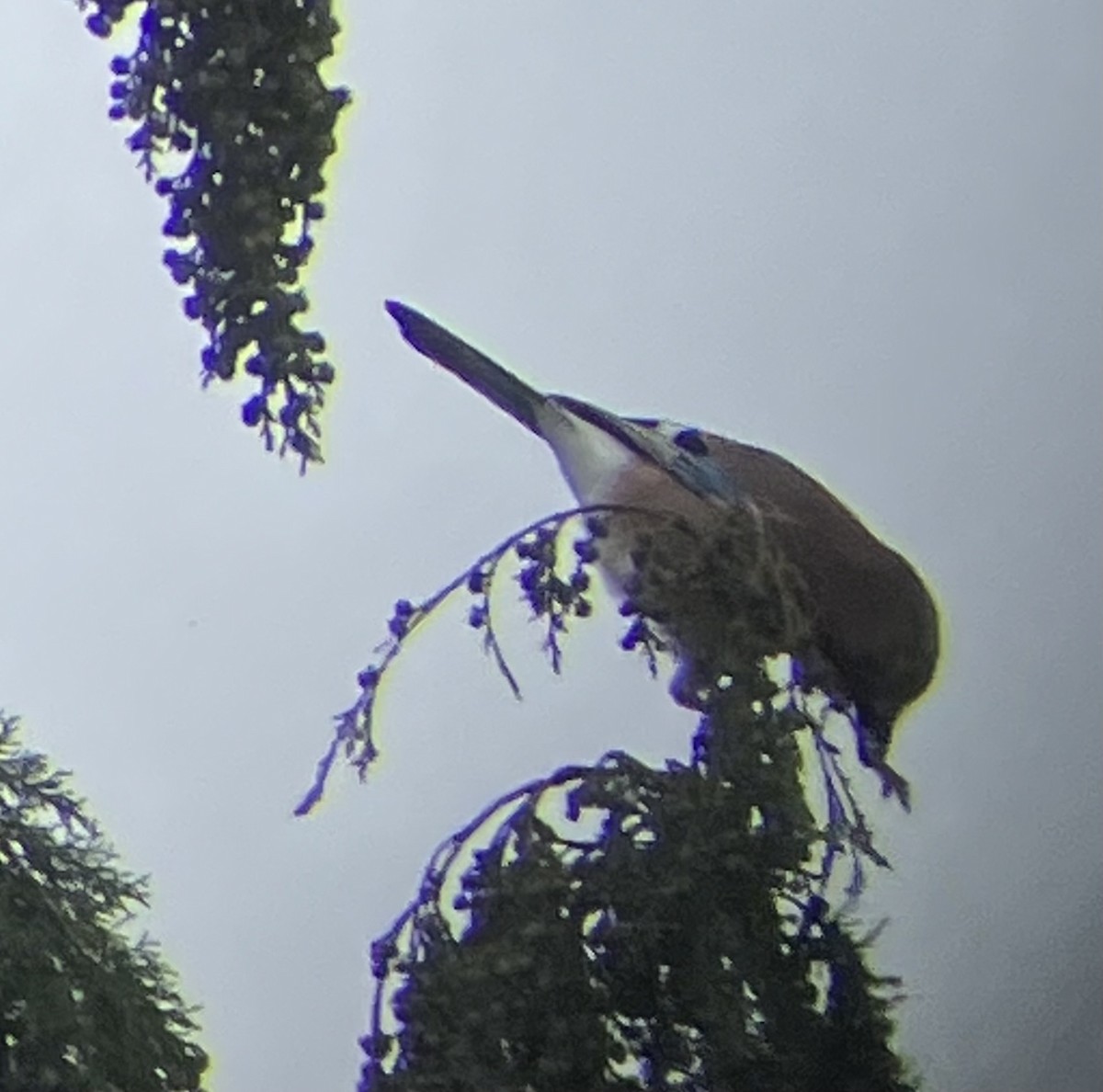 Eurasian Jay - ML642206864
