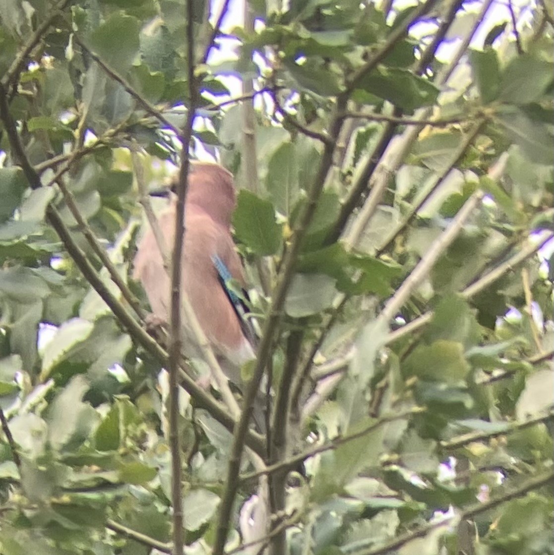 Eurasian Jay - ML642206865