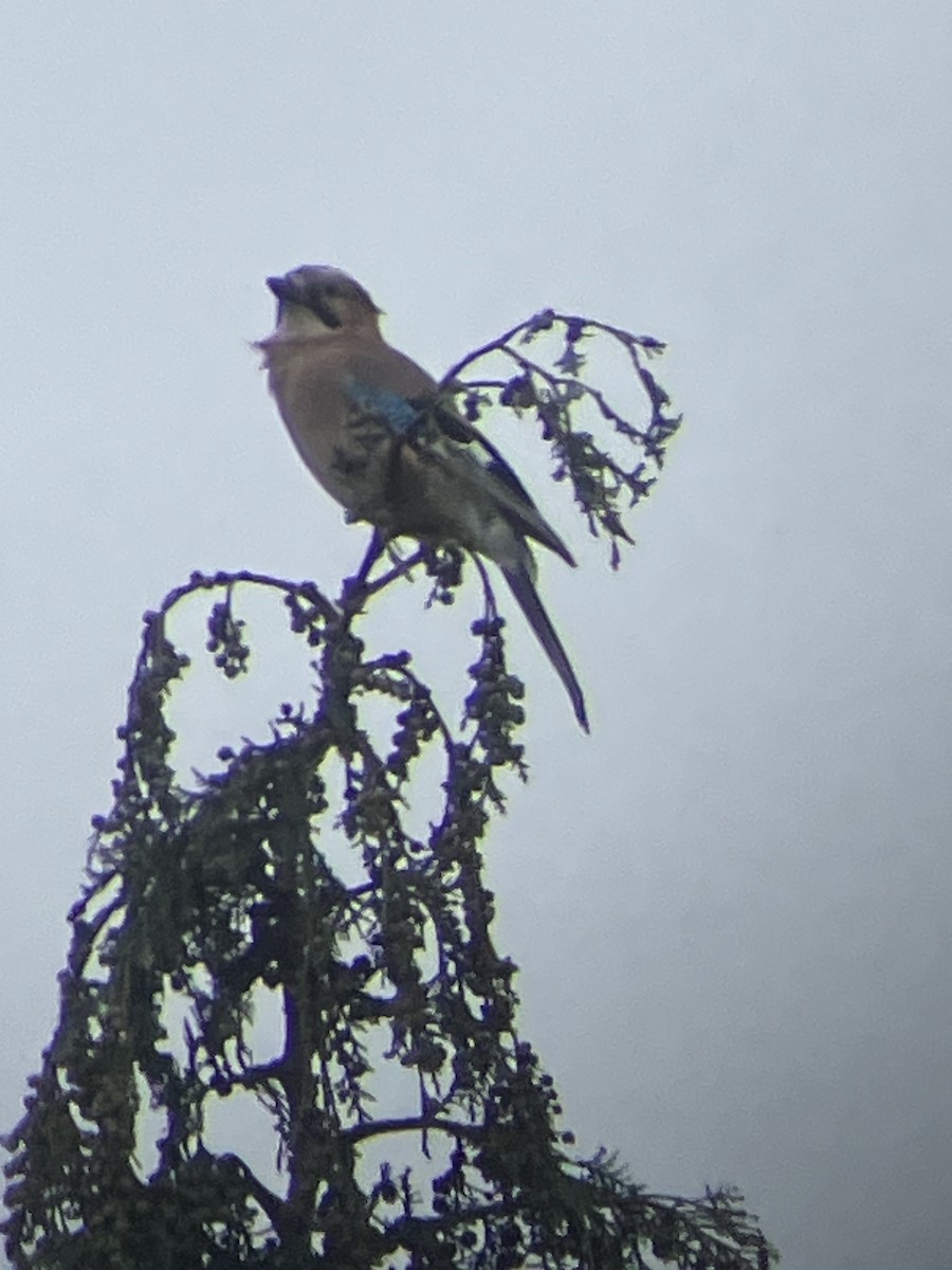 Eurasian Jay - ML642206866