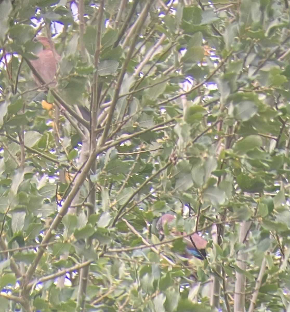 Eurasian Jay - ML642206867