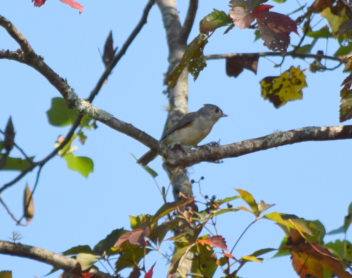 Tufted Titmouse - ML642206868