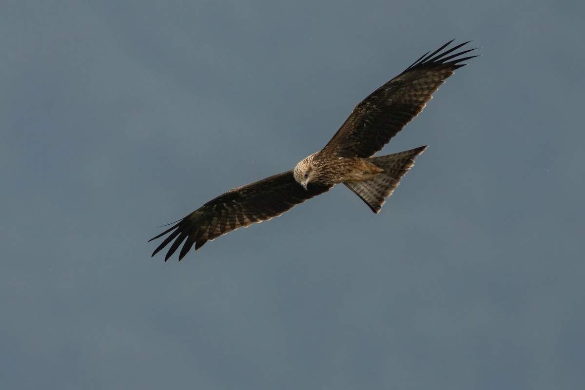 黑鳶 - ML642206872