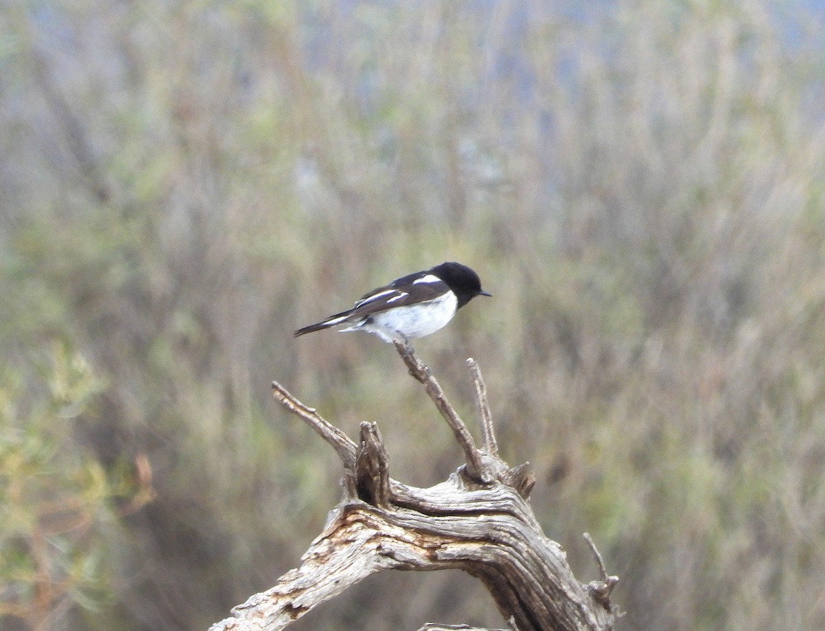 Hooded Robin - ML642206873