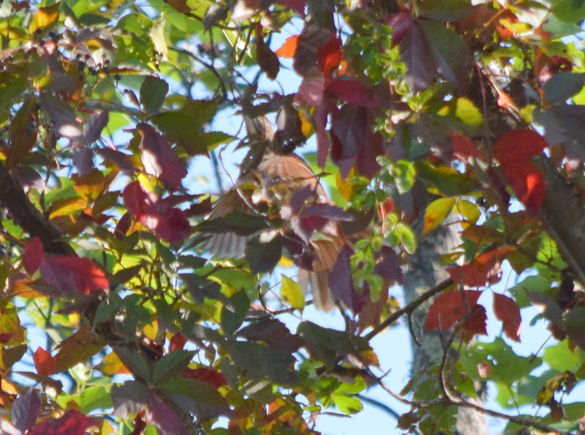 Brown Thrasher - ML642206875