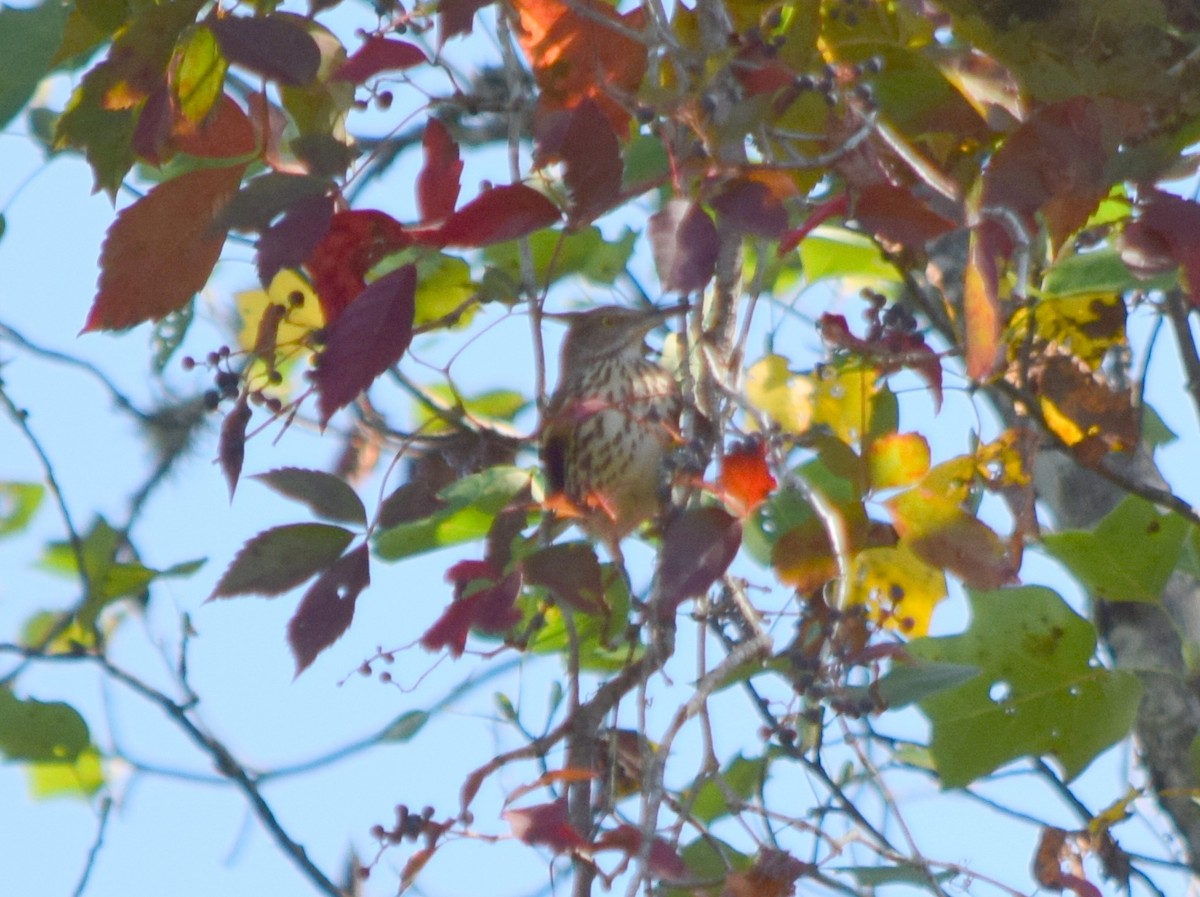 Brown Thrasher - ML642206877