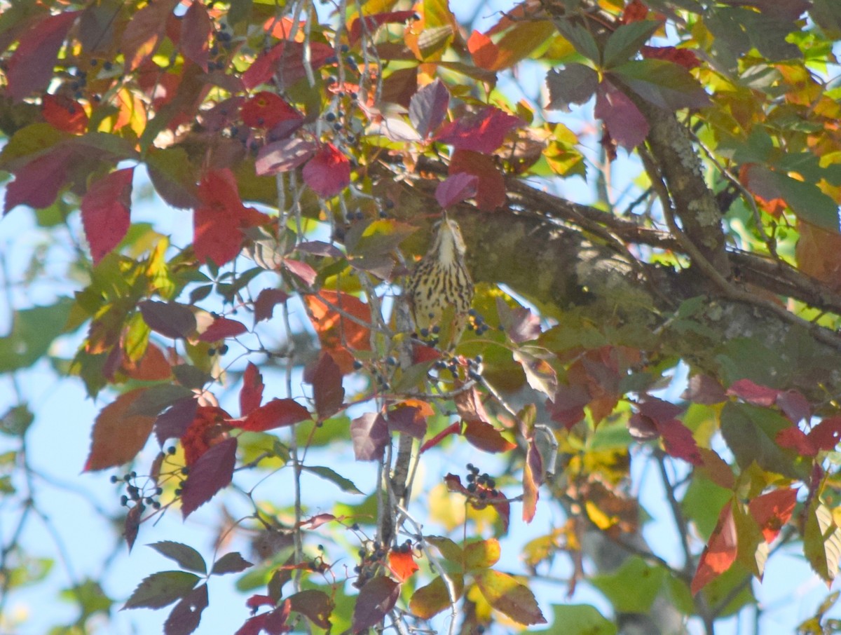 Brown Thrasher - ML642206880