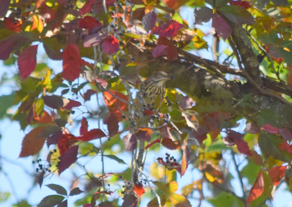 Brown Thrasher - ML642206883
