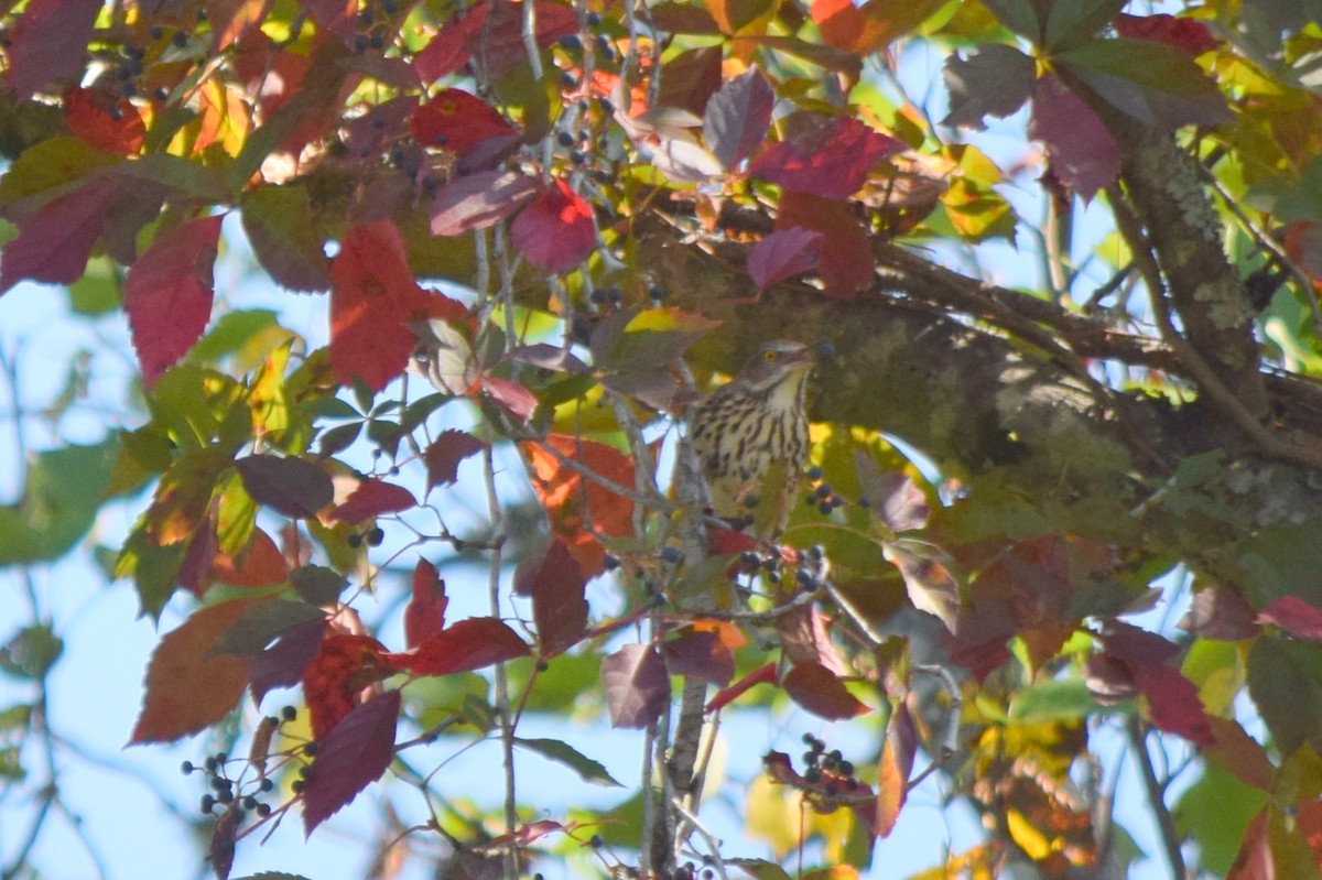 Brown Thrasher - ML642206885