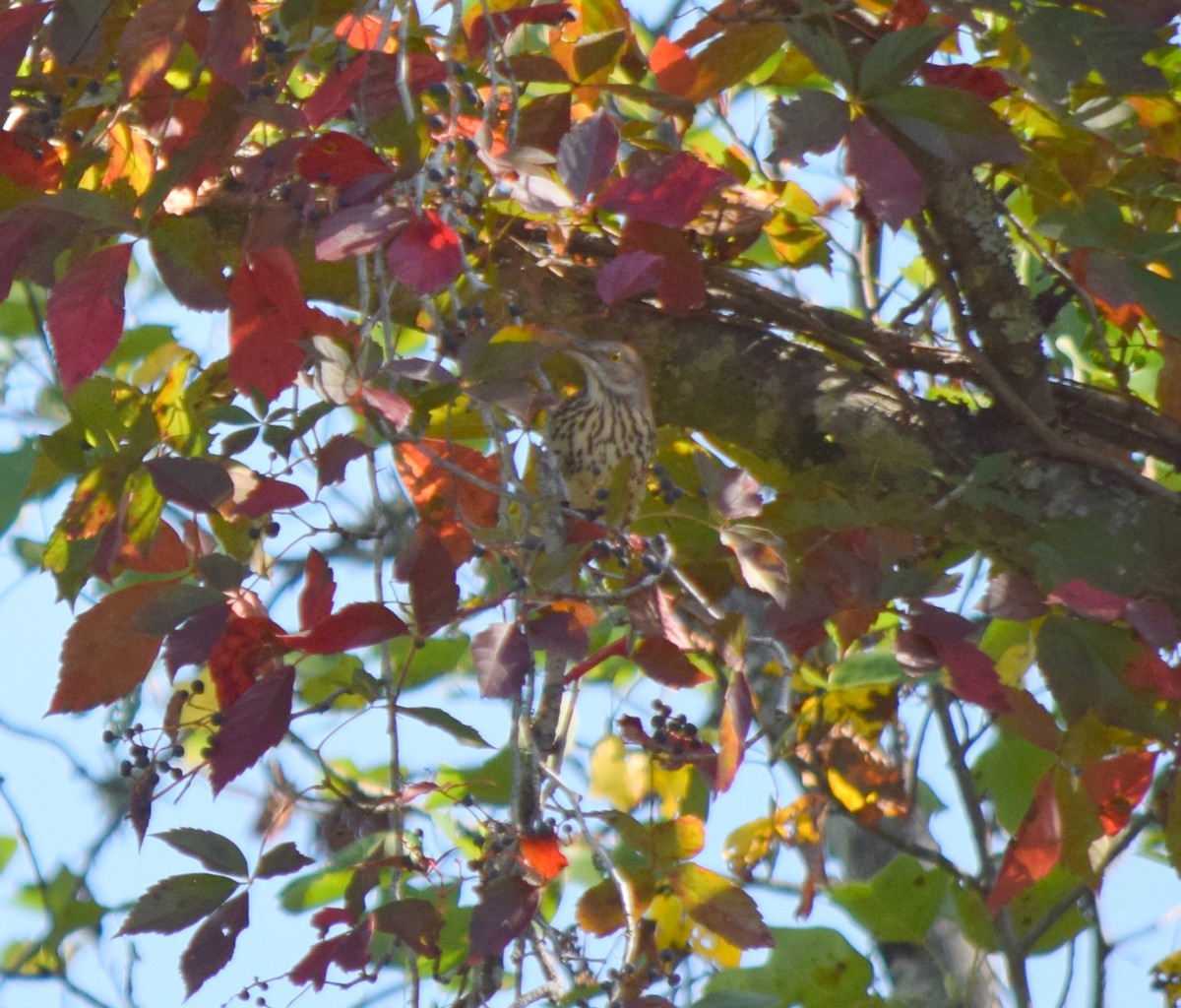 Brown Thrasher - ML642206886