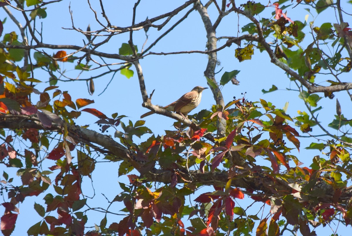 Brown Thrasher - ML642206888