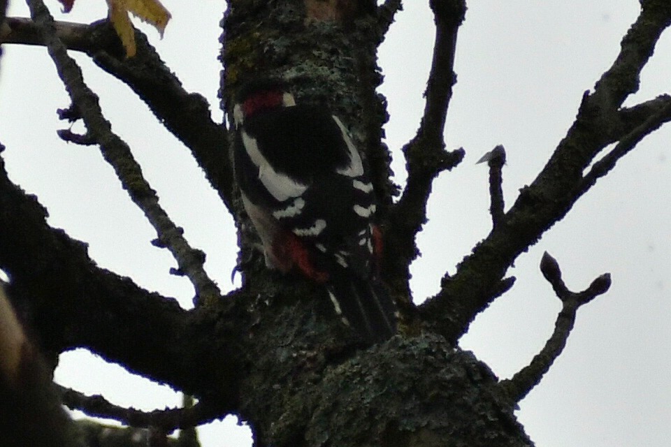Great Spotted Woodpecker - ML642206890