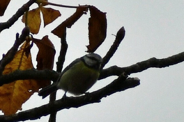 Eurasian Blue Tit - ML642206891