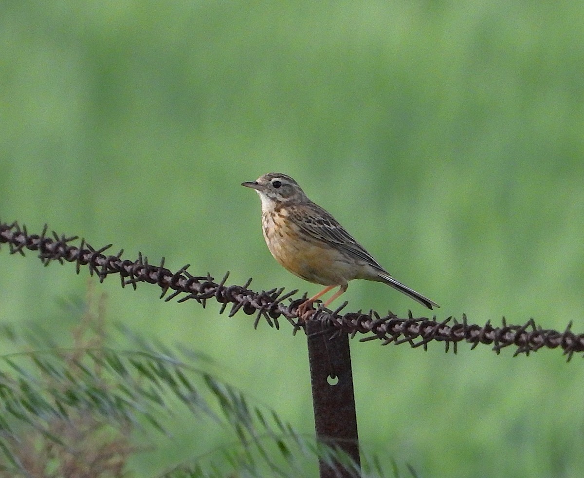 Australian Pipit - ML642206928