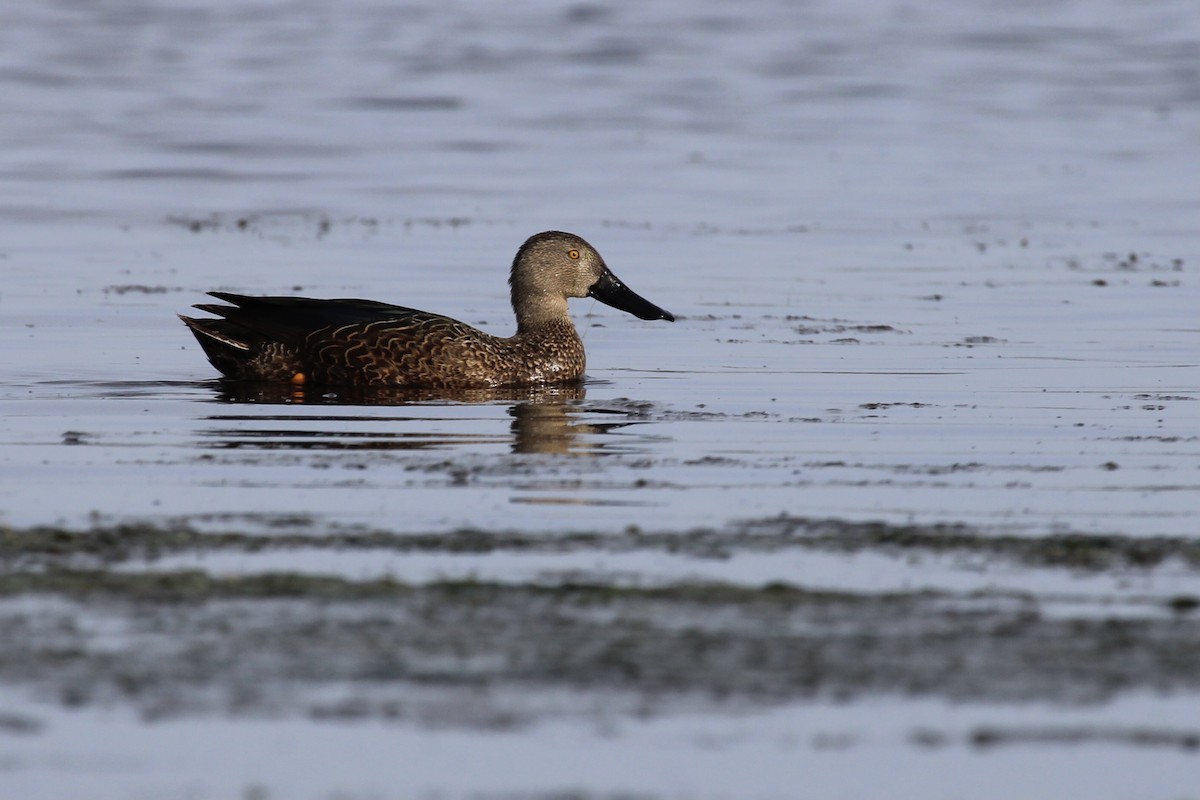 Cape Shoveler - ML642206935