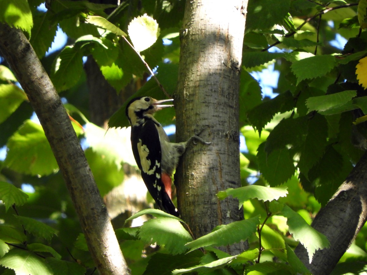 Syrian Woodpecker - ML642206938