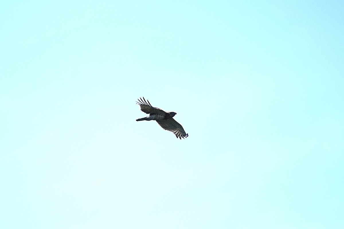 Short-toed Snake-Eagle - ML642206943