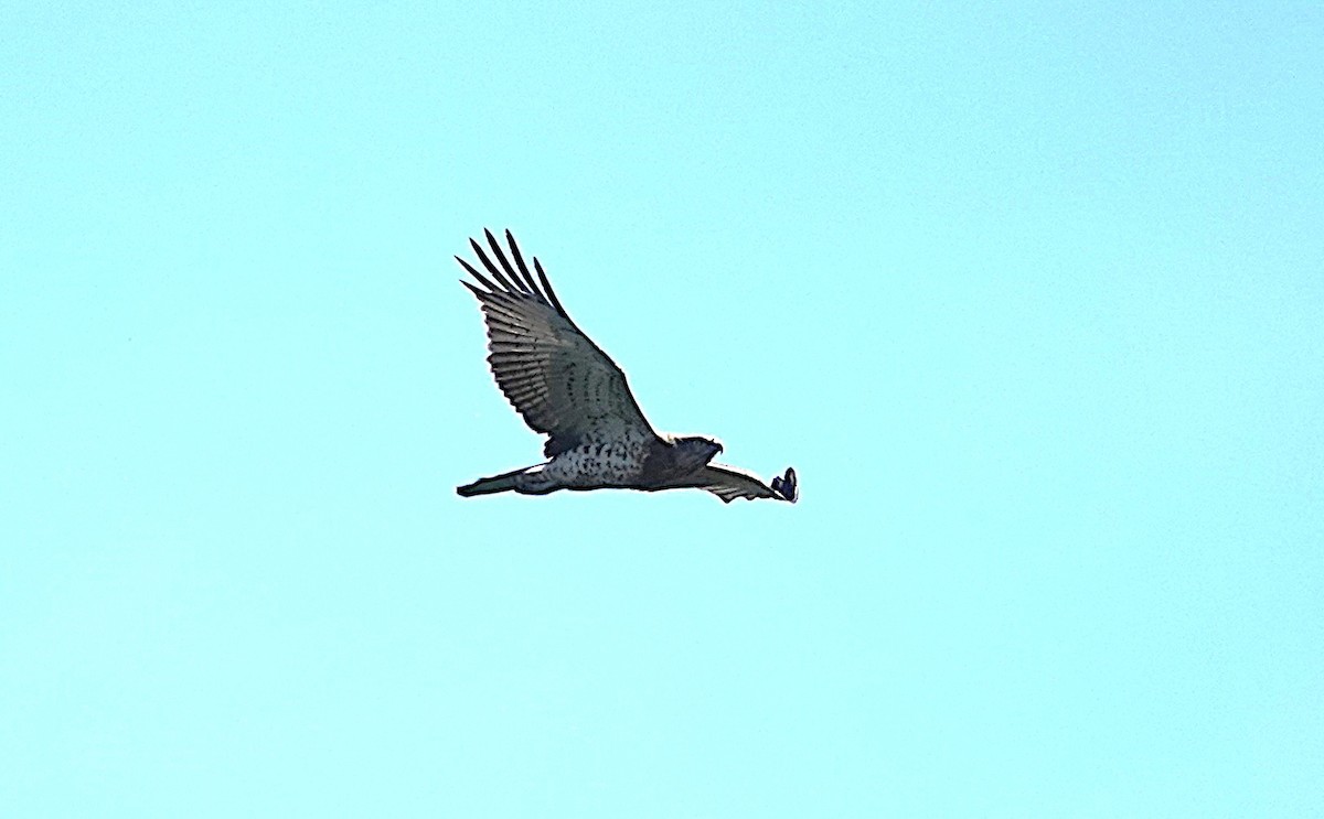 Short-toed Snake-Eagle - ML642206945