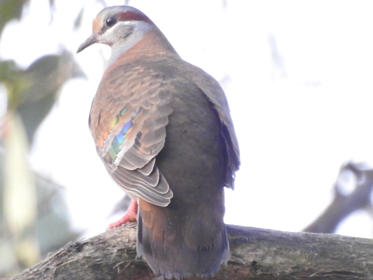 Brush Bronzewing - ML642206952