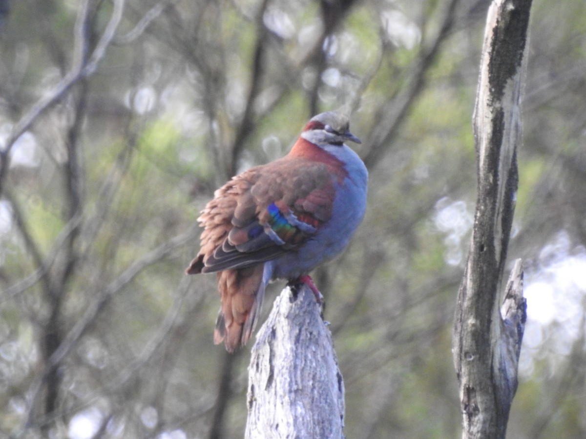 Brush Bronzewing - ML642206953