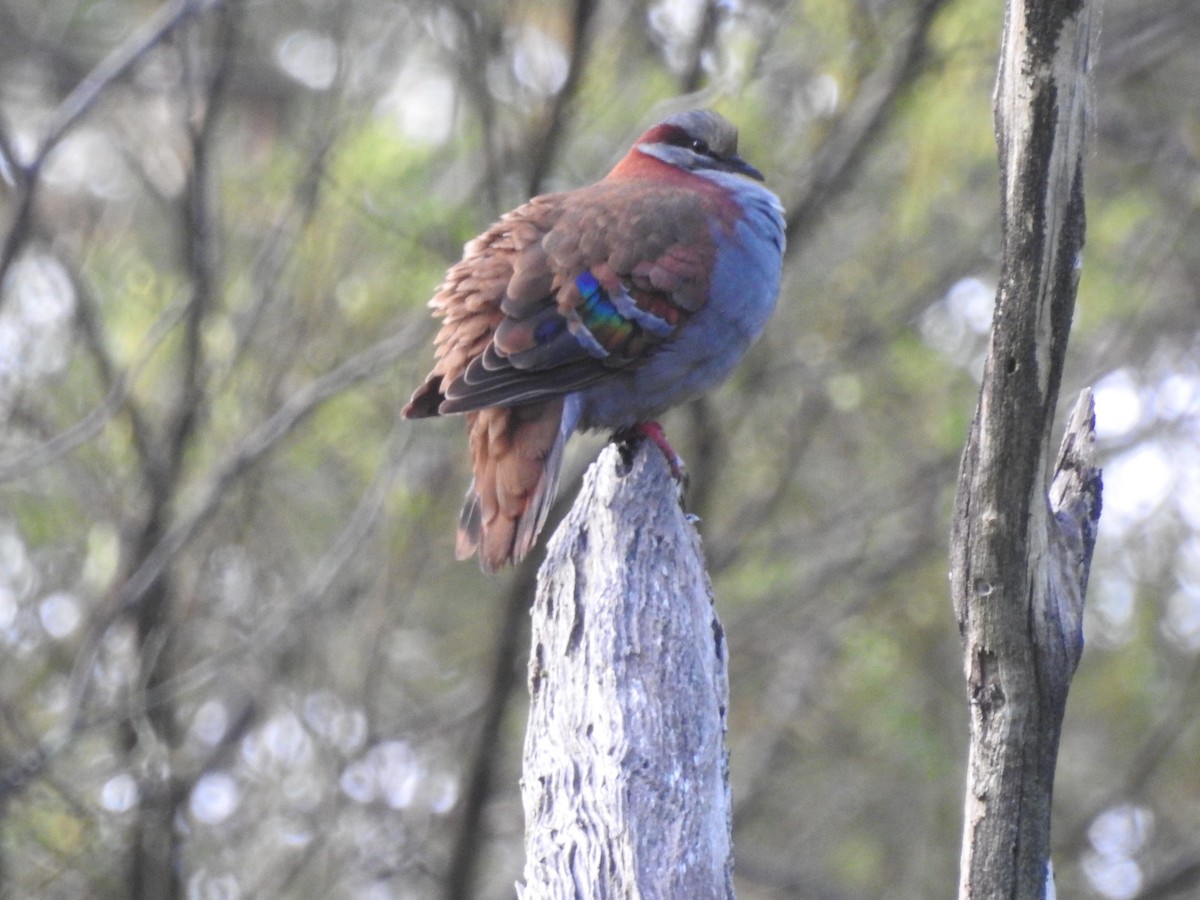 Brush Bronzewing - ML642206954