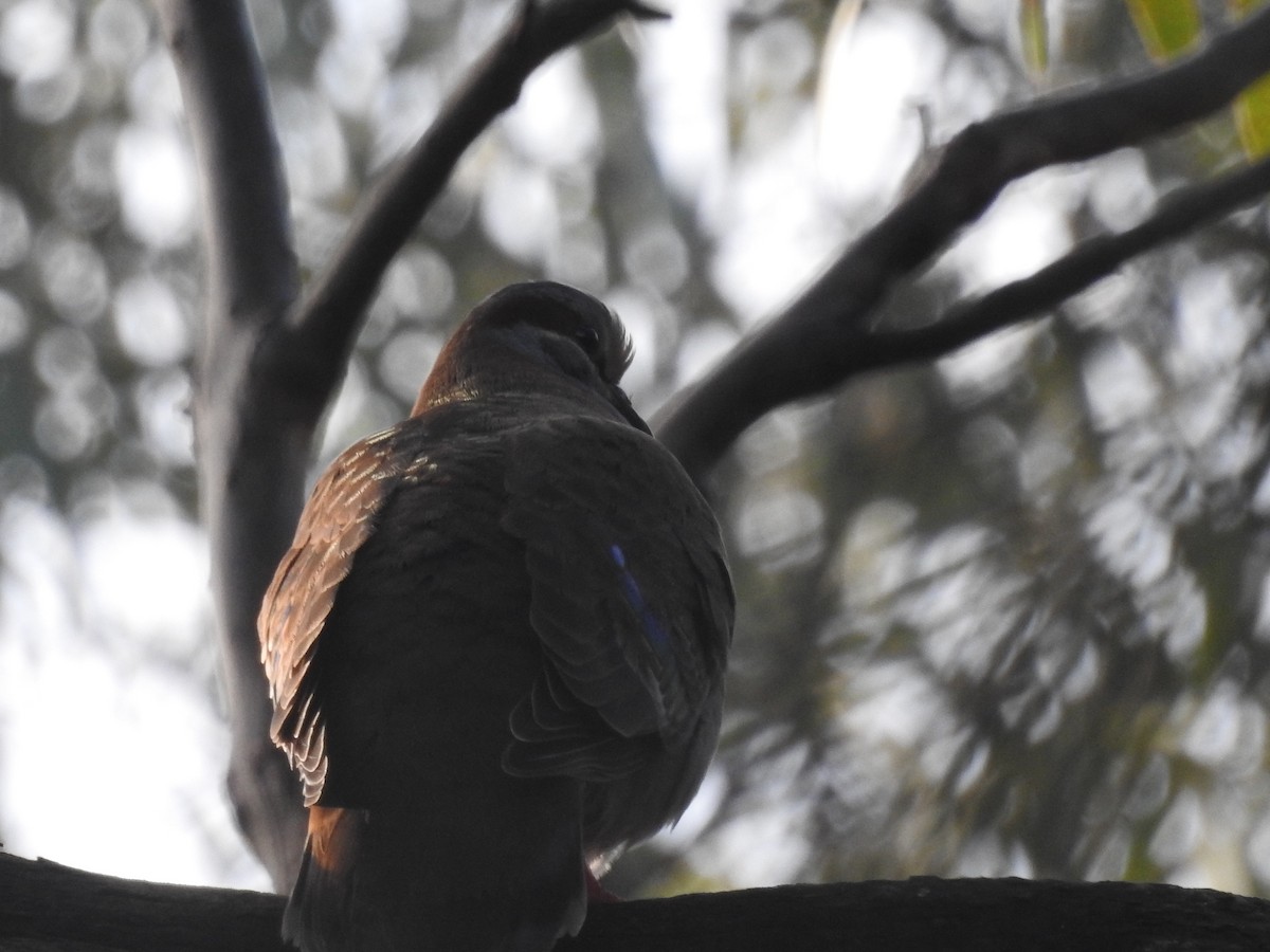 Brush Bronzewing - ML642206955
