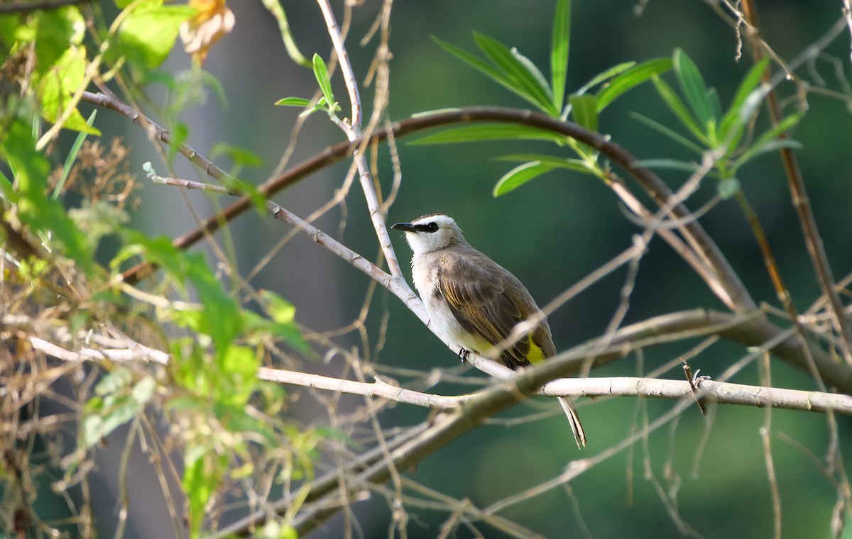 Yellow-vented Bulbul - ML642206957