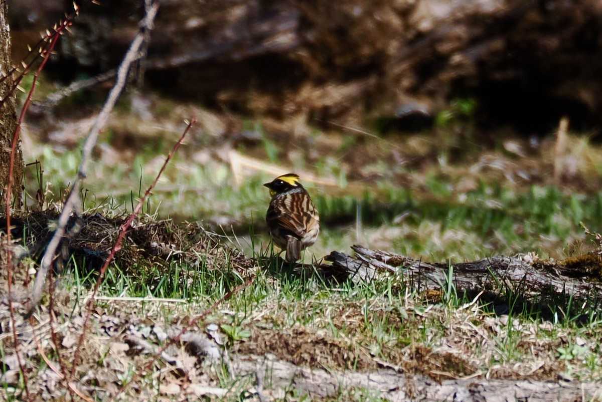 Yellow-throated Bunting - ML642206962