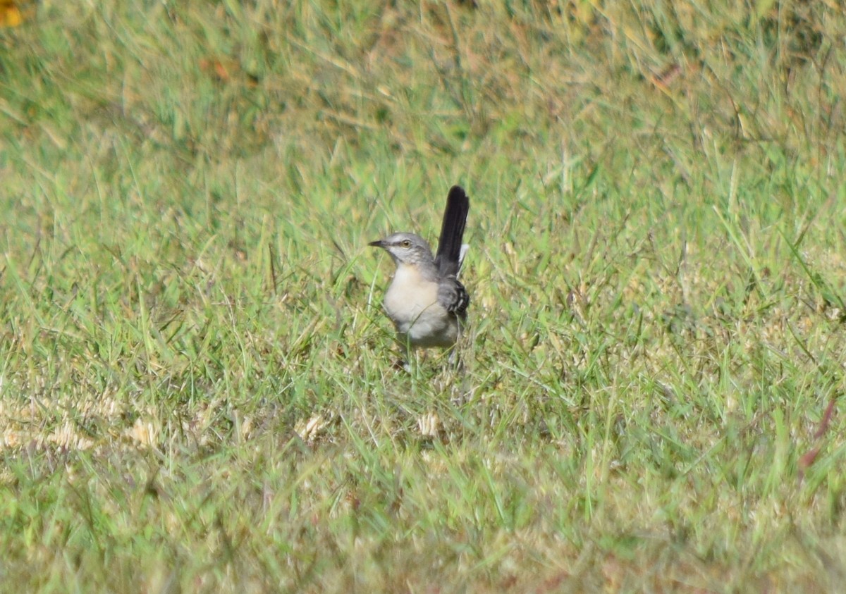 Northern Mockingbird - ML642206965