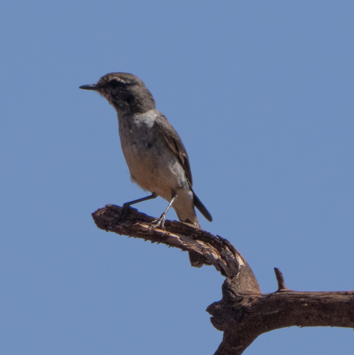 Hooded Robin - ML642206966