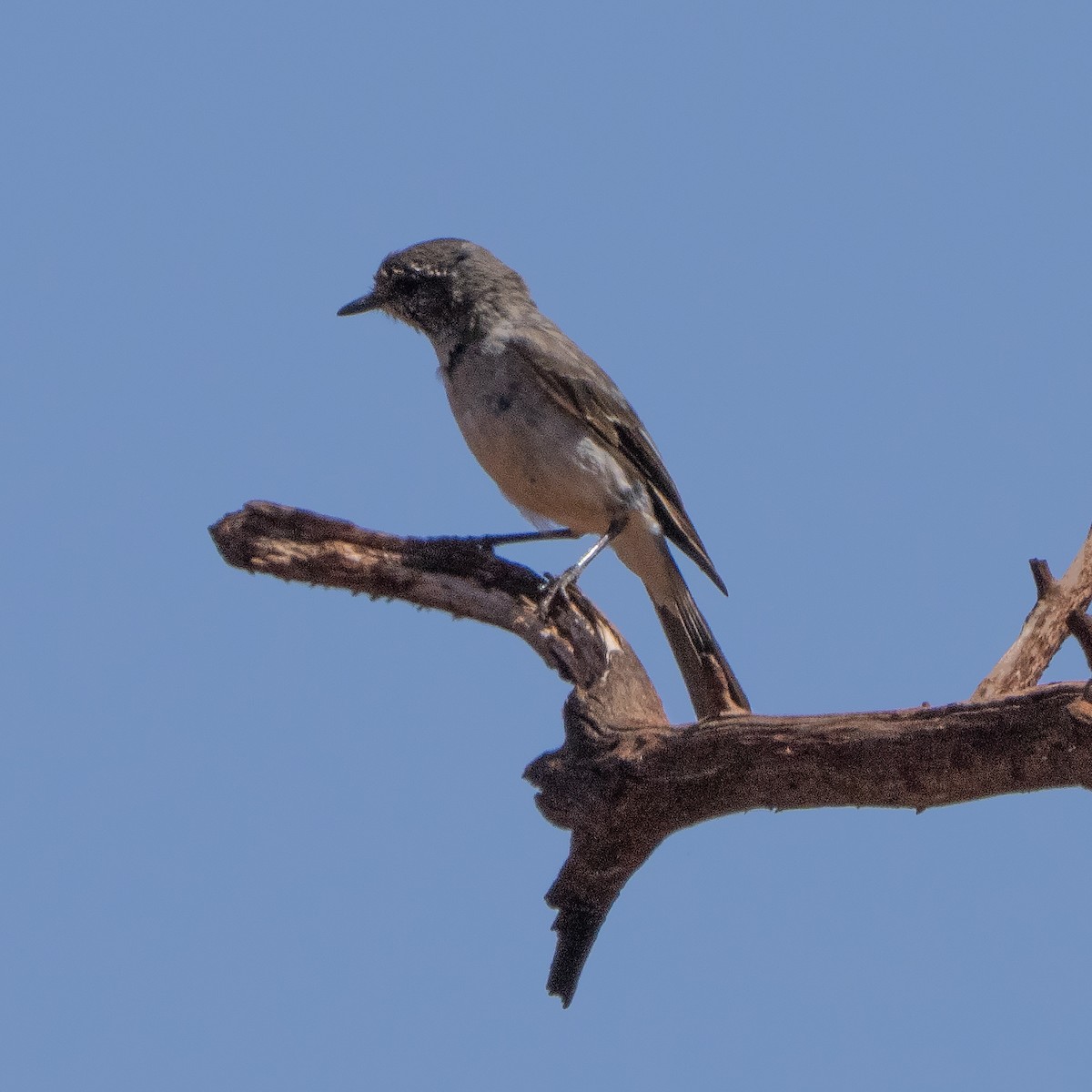 Hooded Robin - ML642206967