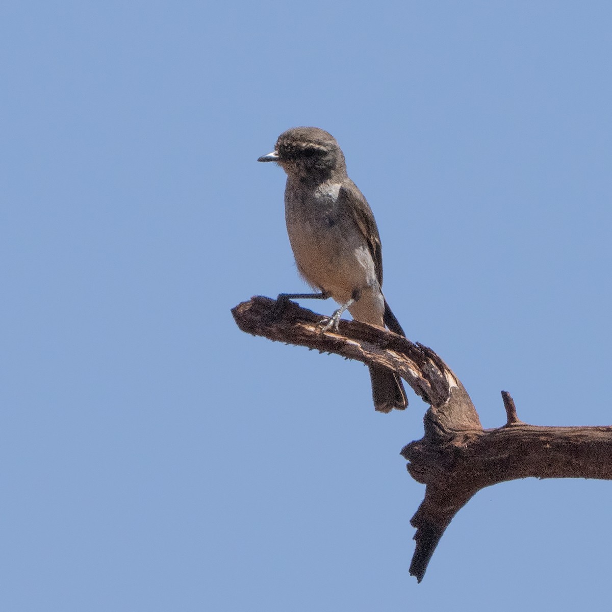 Hooded Robin - ML642206968