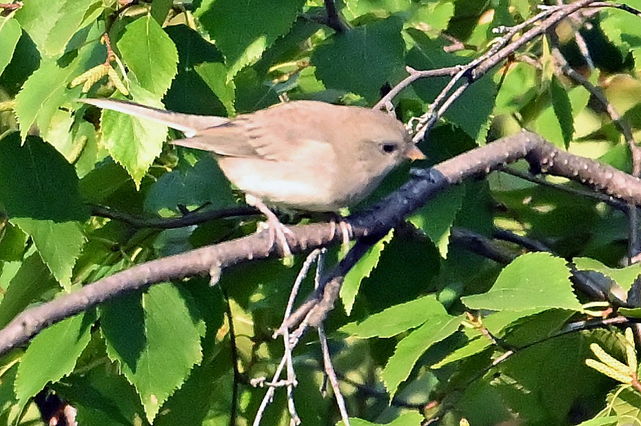 Dark-eyed Junco (Oregon) - ML642206971