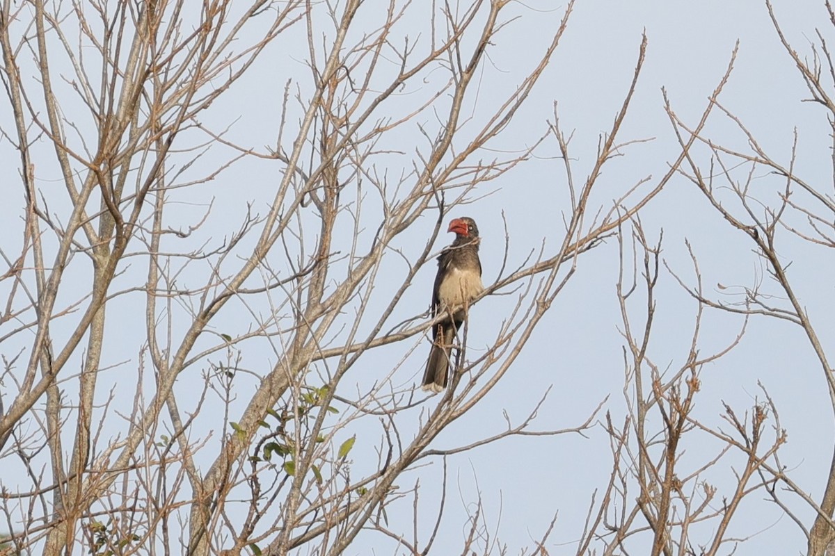 Crowned Hornbill - ML642206974