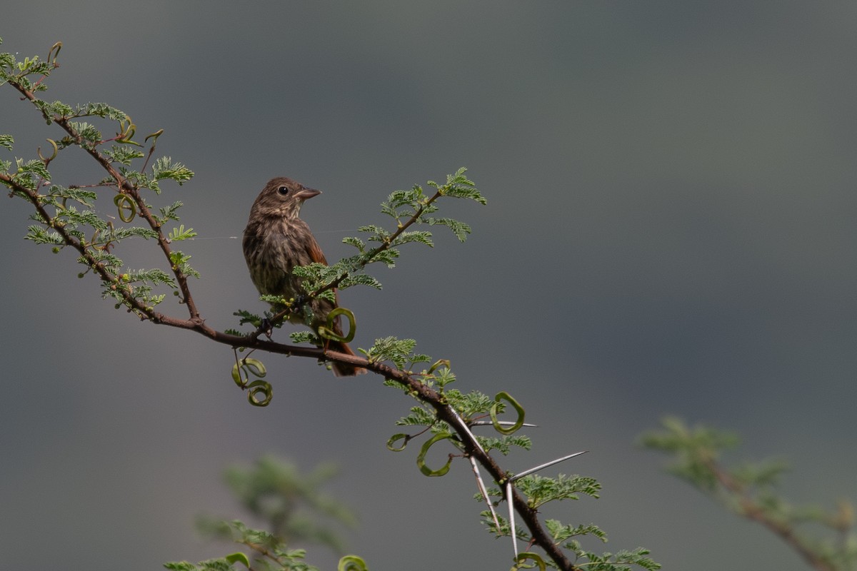 Crested Bunting - ML642206977