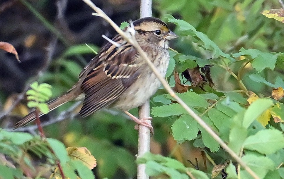 White-throated Sparrow - ML642206978