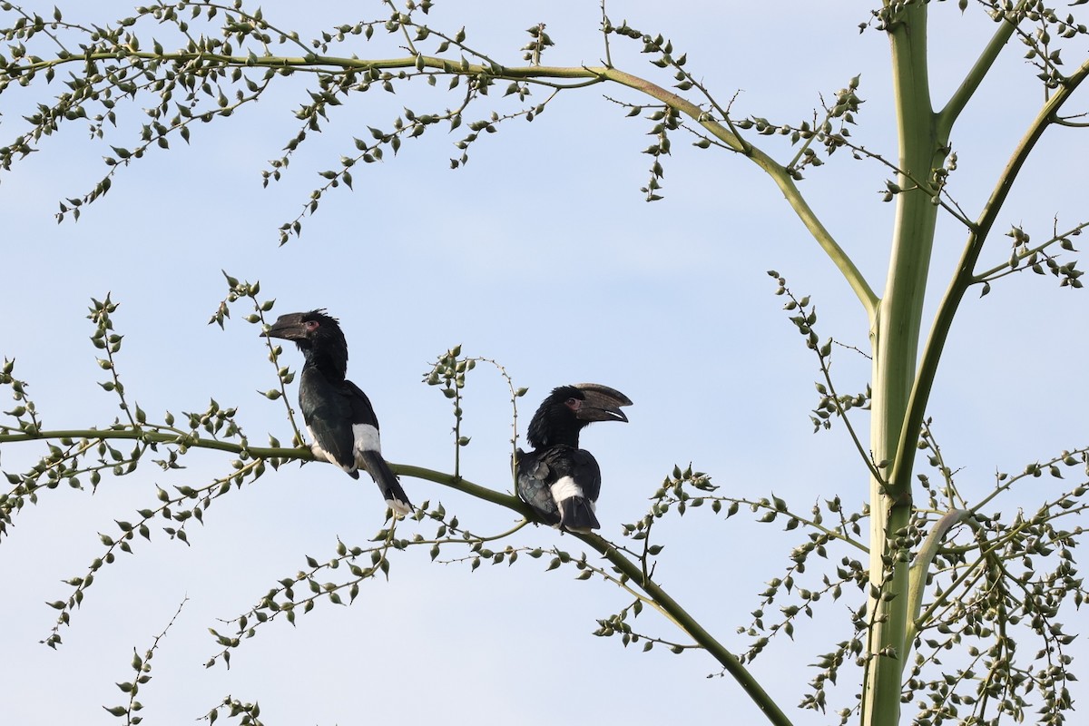 Trumpeter Hornbill - ML642206980