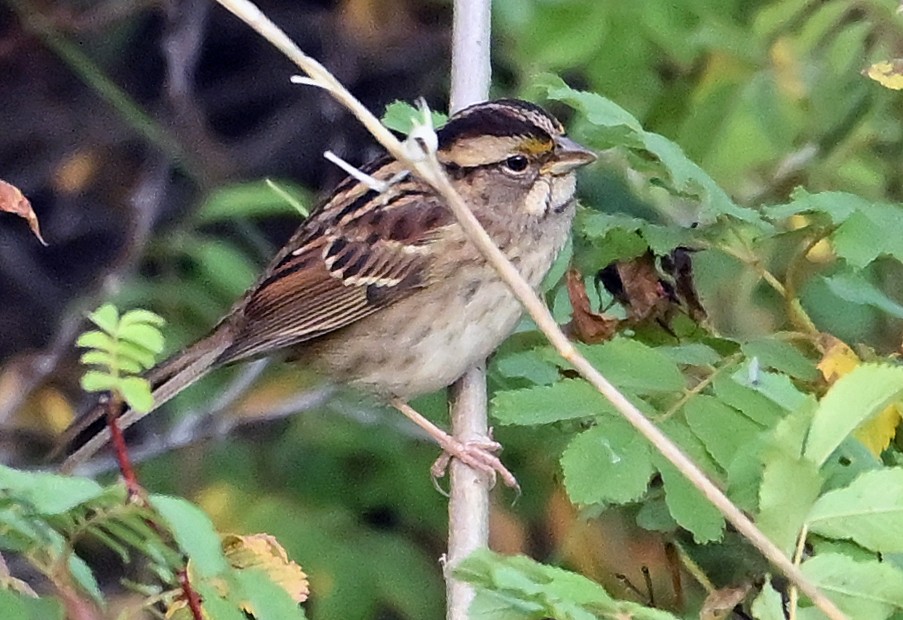 White-throated Sparrow - ML642206981