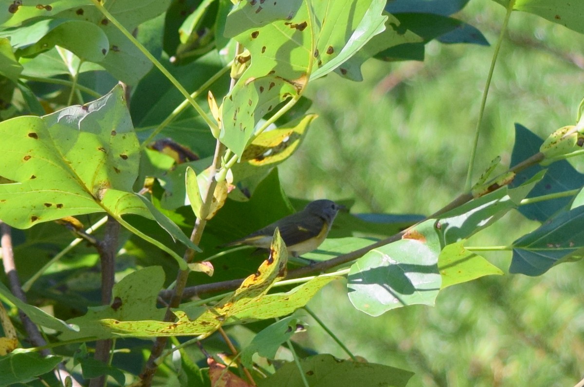 American Redstart - ML642206982