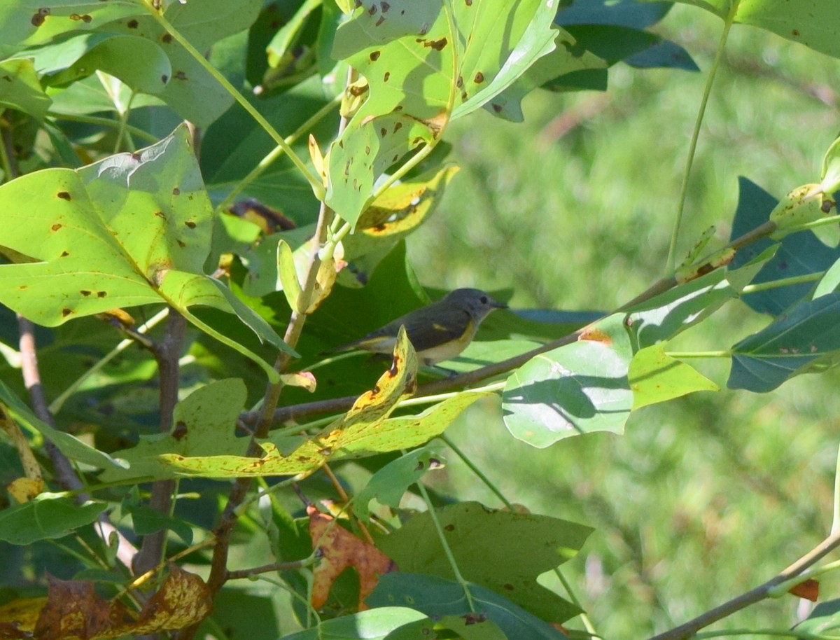 American Redstart - ML642206983