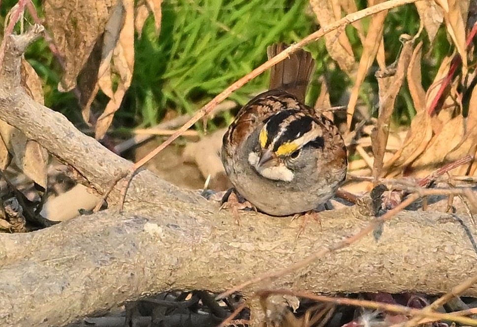 White-throated Sparrow - ML642206984