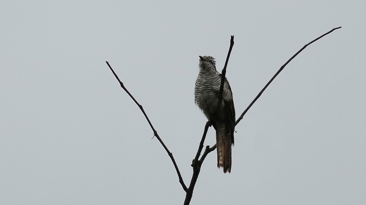 Banded Bay Cuckoo - ML642206985