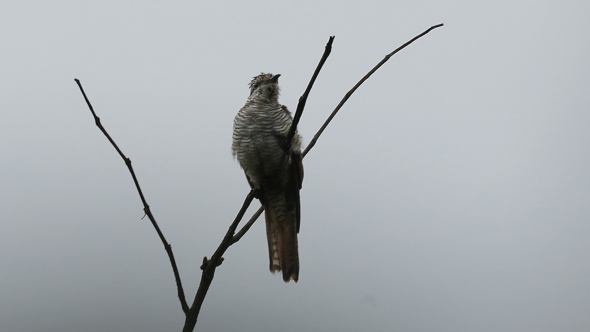 Banded Bay Cuckoo - ML642206986