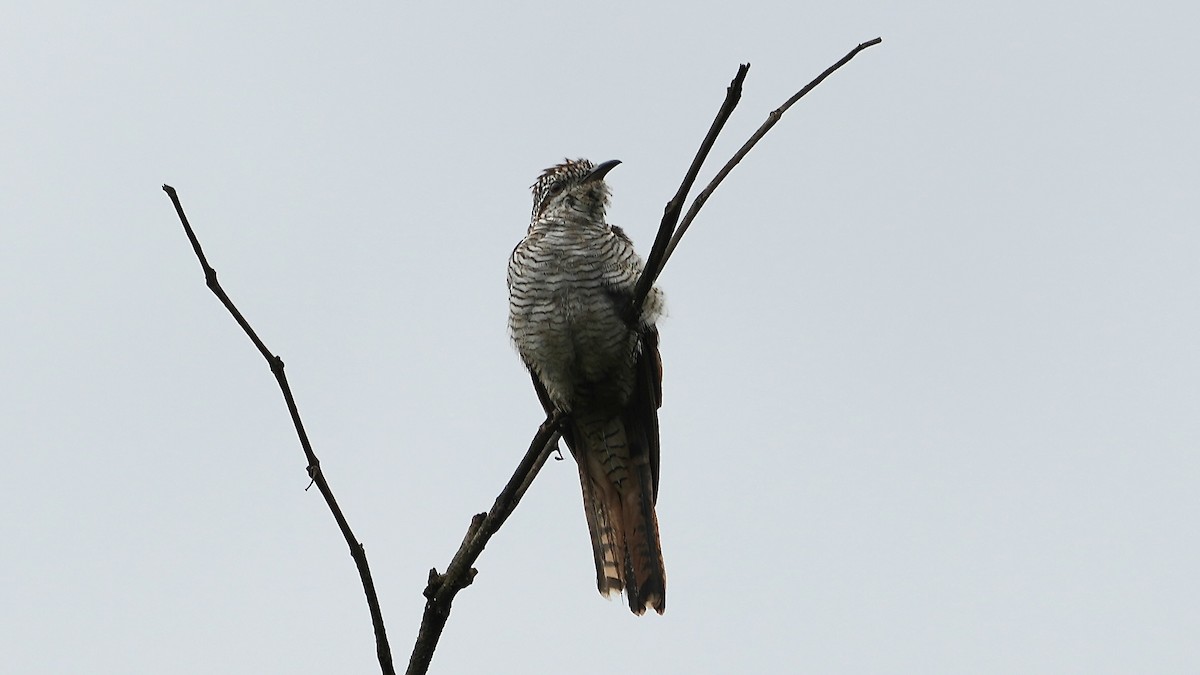 Banded Bay Cuckoo - ML642206987