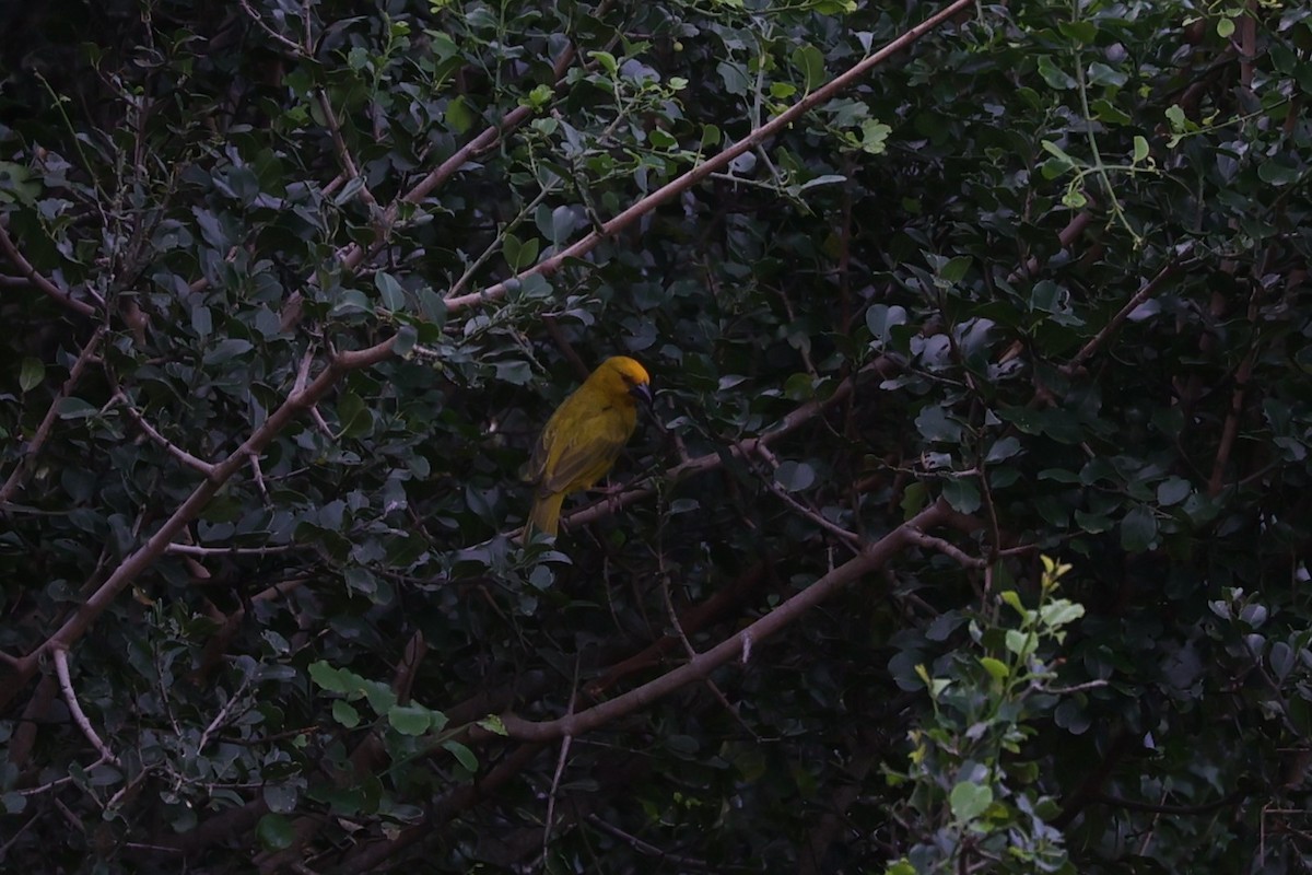 African Golden-Weaver - ML642206993