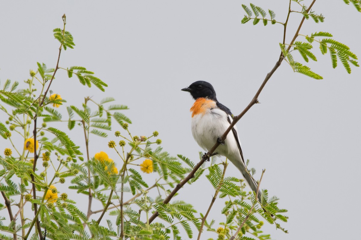 White-bellied Minivet - ML642206994