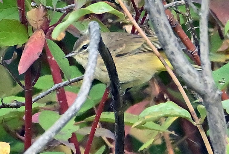 Palm Warbler - ML642206995
