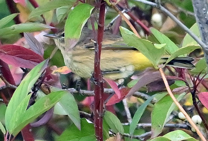 Palm Warbler - ML642206998